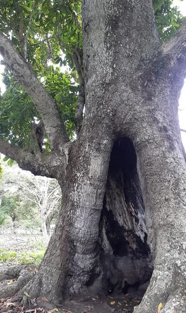 Árbol Mágico del Hoyito