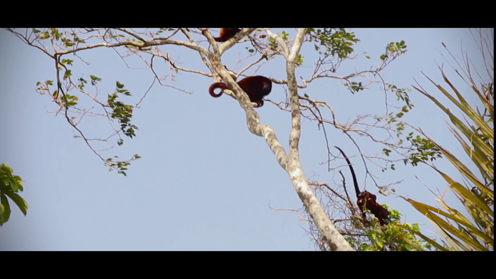 Necoclí Mono Auyador